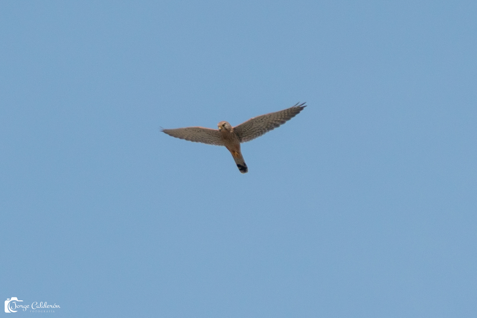 Aves